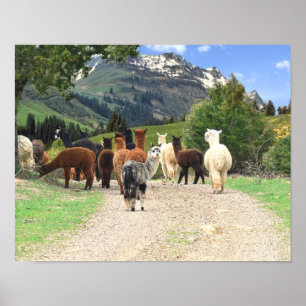 Póster Poster de Alpacas