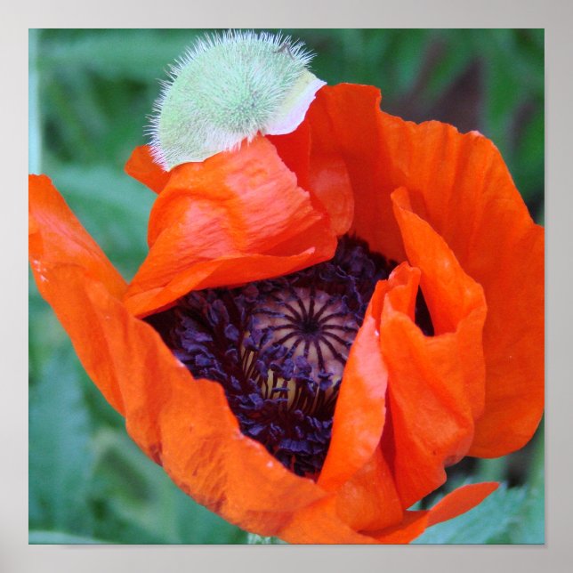 Póster Poster de amapola en flor (Frente)