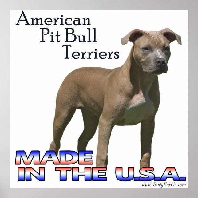 Póster Poster de American Pit Bull Terrier (APBT) (Frente)