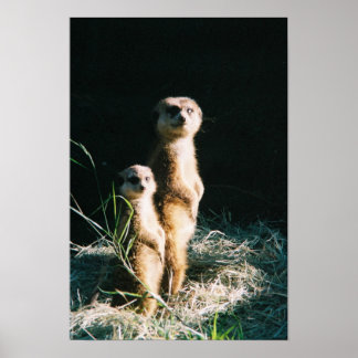 Póster Poster de amigos de Meerkat