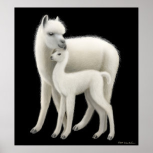 Póster Poster de amor de Alpaca