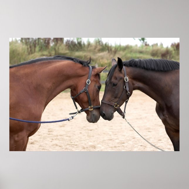 Póster poster de amor de caballo (Frente)
