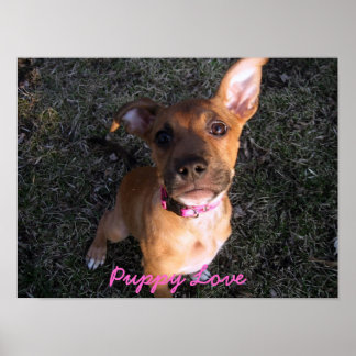Póster Poster de amor de pipa