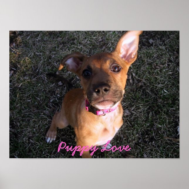 Póster Poster de amor de pipa (Frente)