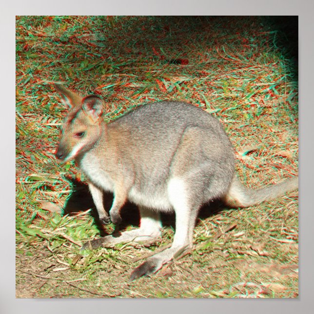 Póster Poster de Anaglyph Kangaroo 3D (Frente)