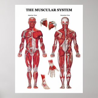 Póster Poster de anatomía