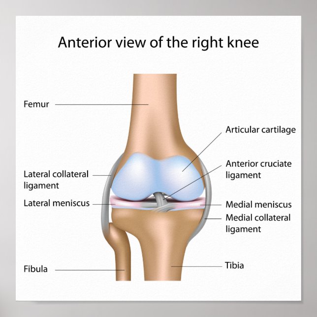 Póster Poster de anatomía de articulaciones de rodilla hu (Frente)