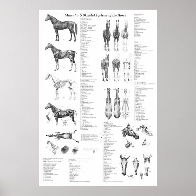 Póster Poster de Anatomía de Caballo Skeletal y Muscular (Frente)