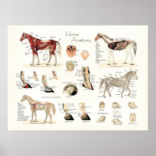 Póster Poster de Anatomía de Caballos