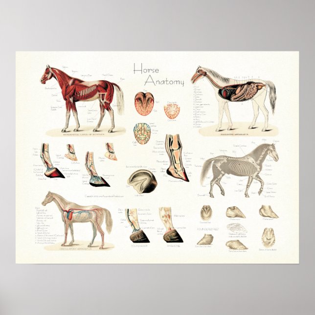 Póster Poster de Anatomía de Caballos (Frente)