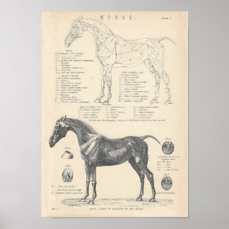 Póster Poster de Anatomía de Caballos
