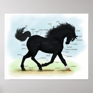 Póster Poster de Anatomía de Caballos de Belleza Negra (E