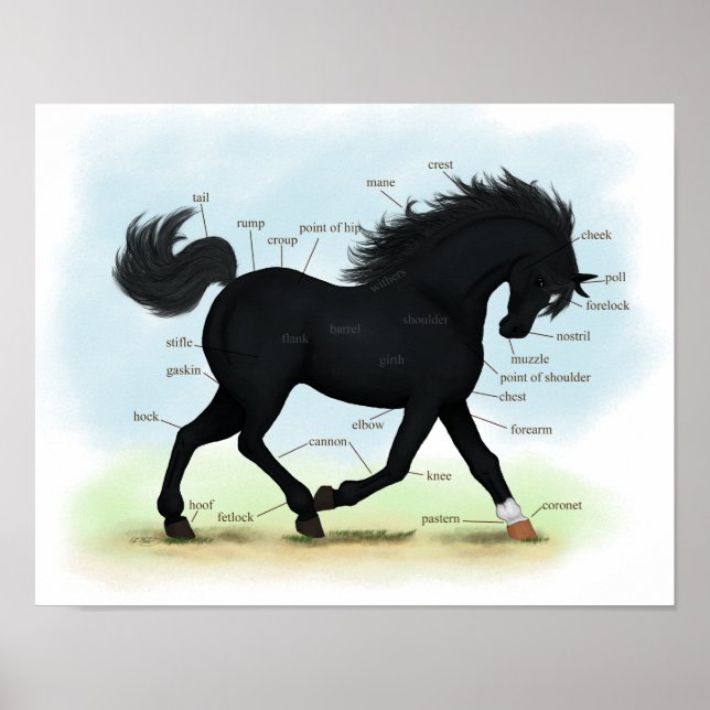 Póster Poster de Anatomía de Caballos de Belleza Negra (E (Frente)