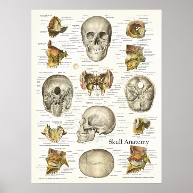 Póster Poster de Anatomía de Calavera Humana 18 X 24 (Frente)