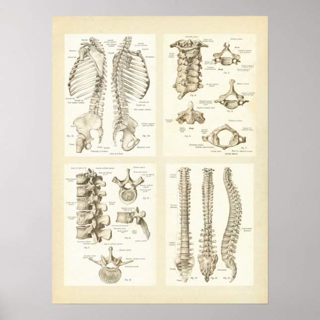 Póster Poster de anatomía de columna vertebral y vértebra (Frente)