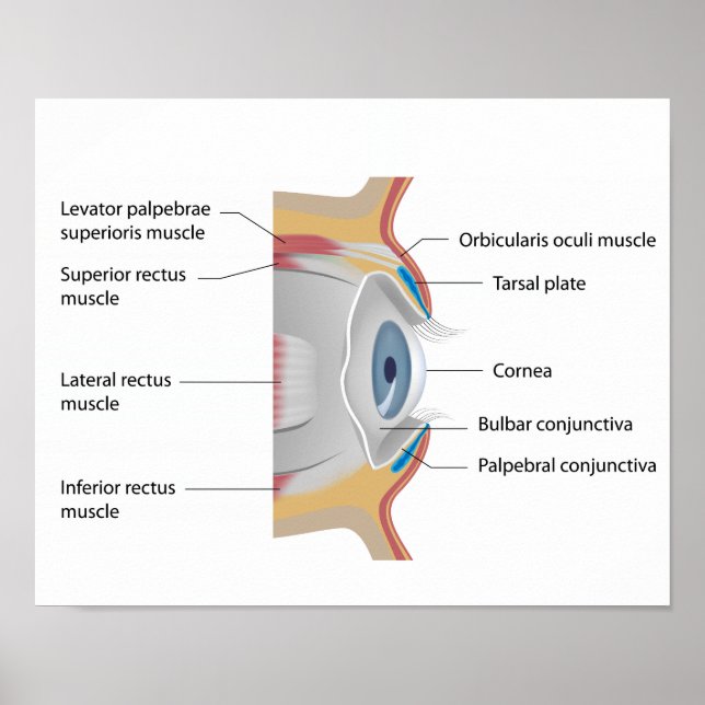 Póster Poster de anatomía de la conjuntiva ocular (Frente)