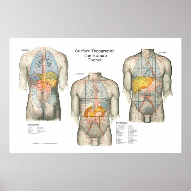 Póster Poster de anatomía de la topografía de la superfic (Frente)