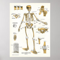 Poster de anatomía de ligamentos y articulaciones