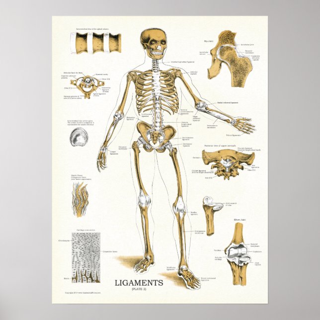 Póster Poster de anatomía de ligamentos y articulaciones (Frente)