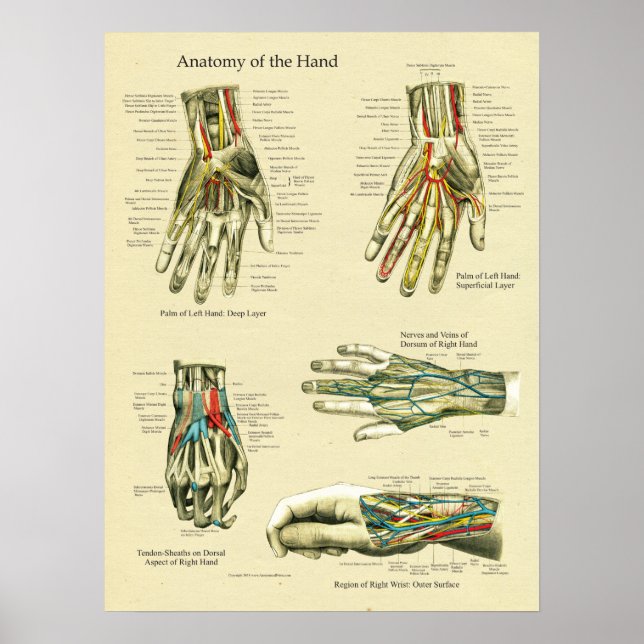 Póster Poster de anatomía de muñecas de mano humana (Frente)