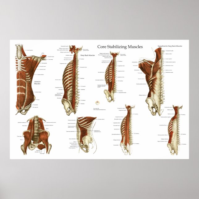 Póster Poster de Anatomía de Músculos Estabilizadores Pro (Frente)