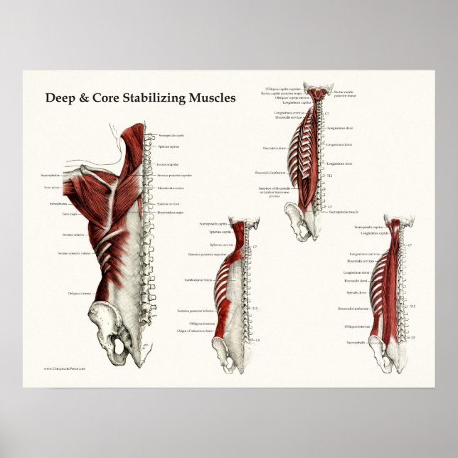 Póster Poster de anatomía de músculos estabilizadores pro (Frente)
