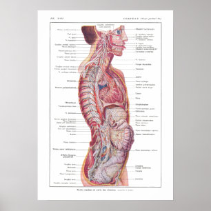 Póster Poster de anatomía de nervios craneales y visceral
