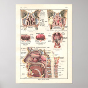 Póster Poster de Anatomía de Nose & Sinuses en francés