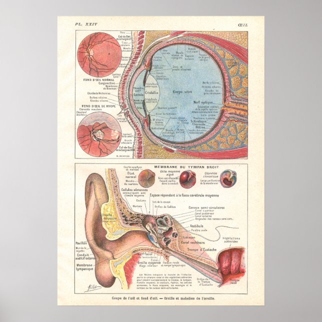 Póster Poster de Anatomía de Oídos y Ojos en francés (Frente)