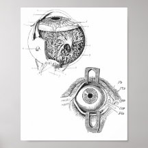 Poster de Anatomía de Ojos
