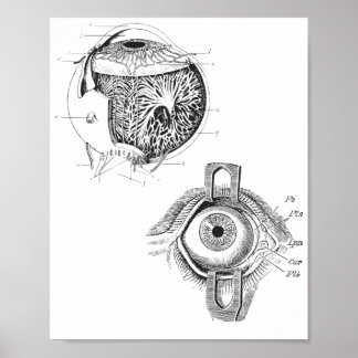 Póster Poster de Anatomía de Ojos