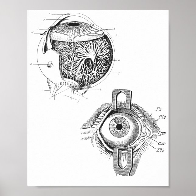Póster Poster de Anatomía de Ojos (Frente)