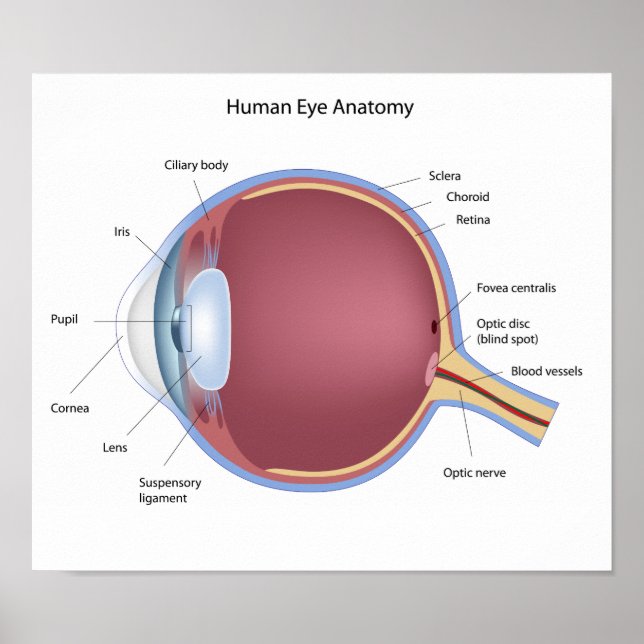 Póster Poster de Anatomía de Ojos Humanos (Frente)
