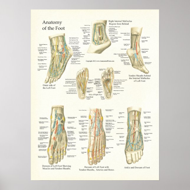 Póster Poster de Anatomía de Pie y Ankle (Frente)