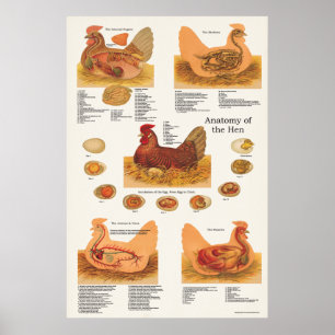 Póster Poster de anatomía de pollo Hen