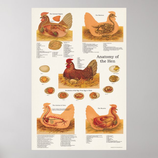 Póster Poster de anatomía de pollo Hen (Frente)