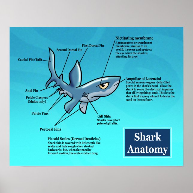 Póster Poster de anatomía de tiburones (Frente)