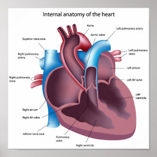 Póster Poster de Anatomía del Corazón Humano