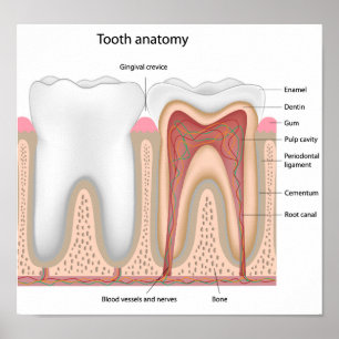 Póster Poster de anatomía dental humana