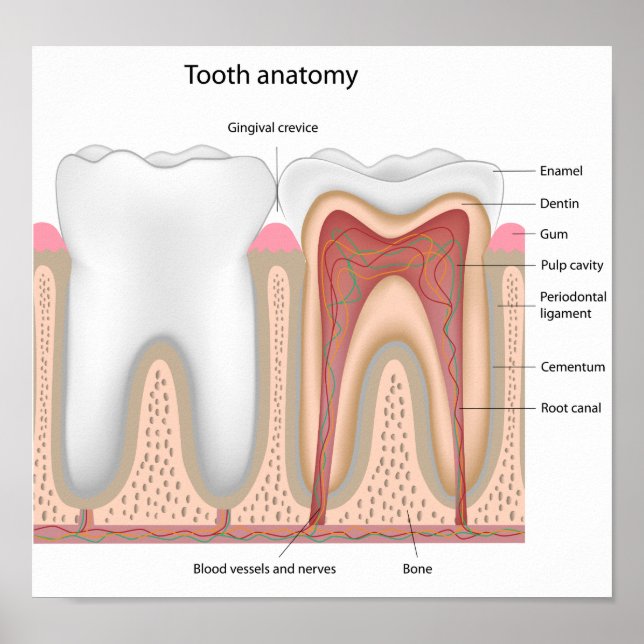 Póster Poster de anatomía dental humana (Frente)