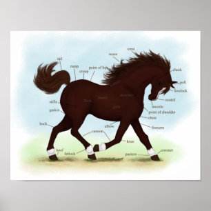 Póster Poster de anatomía equina de cerdo y calcetines