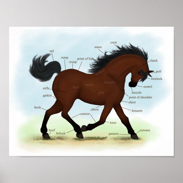 Póster Poster de anatomía equina de golosina o de pony (Frente)