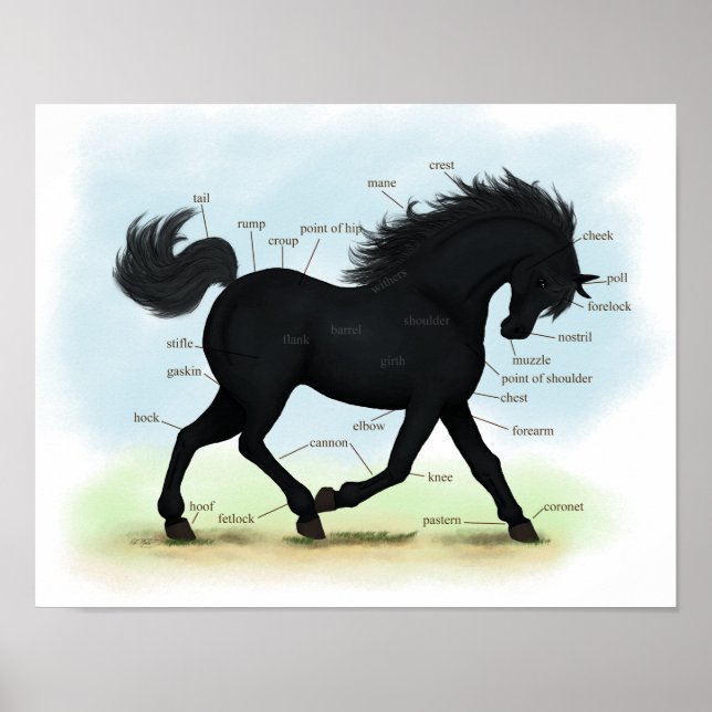 Póster Poster de anatomía equina negra o pony equina (Frente)