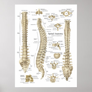 Póster Poster de anatomía espinal humana Quiropráctica