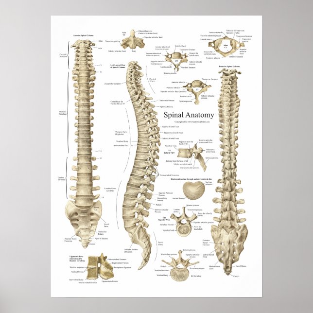 Póster Poster de anatomía espinal humana Quiropráctica (Frente)
