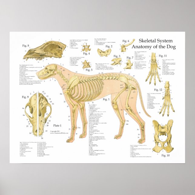Póster Poster de anatomía esquelética de perro 18" X 24" (Frente)