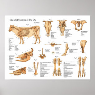 Póster Poster de anatomía esquelética de vaca bovina