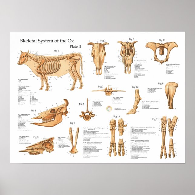Póster Poster de anatomía esquelética de vaca bovina (Frente)