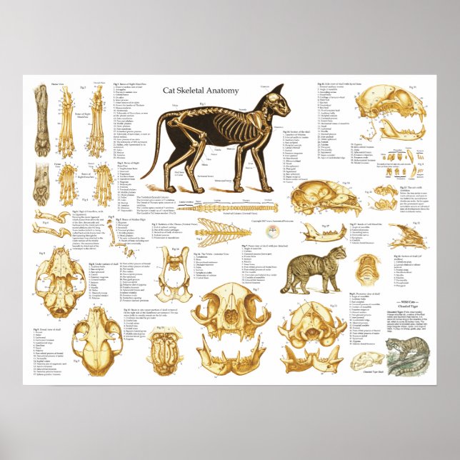 Póster Poster de anatomía esquelética del gato 18 X 24 (Frente)