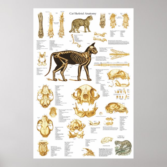Póster Poster de anatomía esquelética del gato 24 X 36 (Frente)